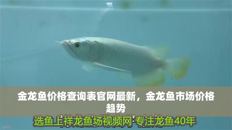 金龍魚價格查詢表官網(wǎng)最新，金龍魚市場價格趨勢
