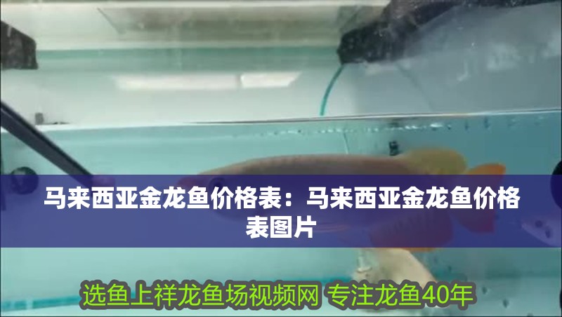 馬來西亞金龍魚價格表：馬來西亞金龍魚價格表圖片