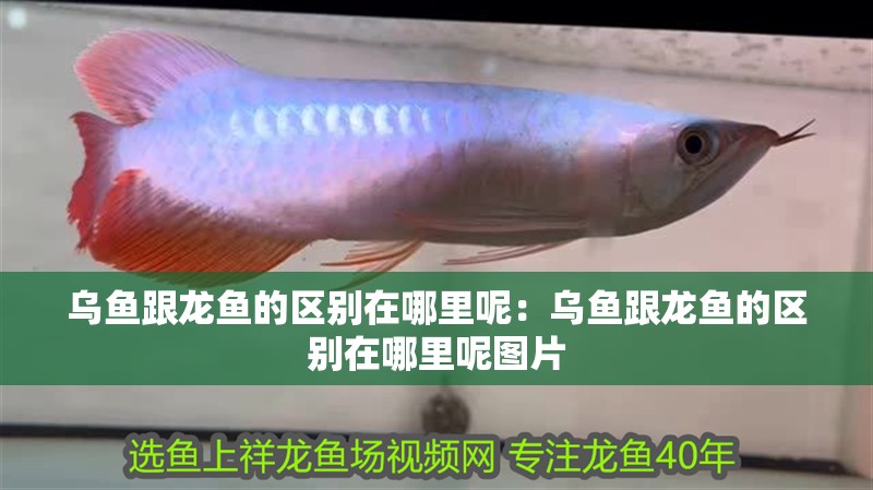 烏魚(yú)跟龍魚(yú)的區(qū)別在哪里呢：烏魚(yú)跟龍魚(yú)的區(qū)別在哪里呢圖片