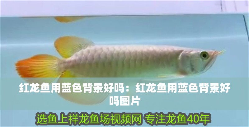 紅龍魚用藍色背景好嗎：紅龍魚用藍色背景好嗎圖片 紅龍魚用藍色背景好嗎：紅龍魚用藍色背景好嗎圖片 水族問答