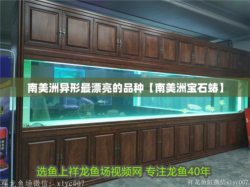 南美洲異形最漂亮的品種【南美洲寶石蝽】