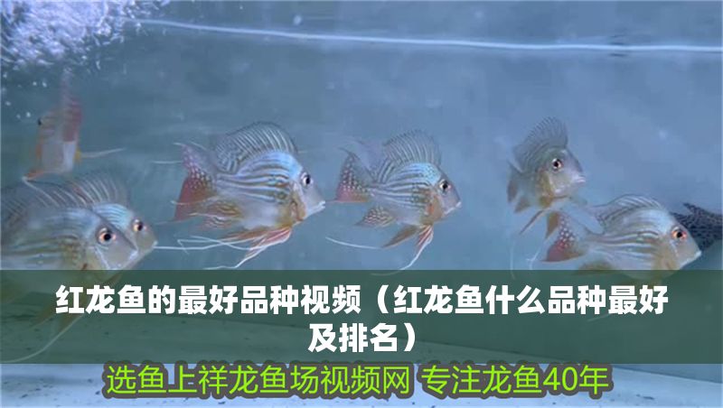 紅龍魚的最好品種視頻（紅龍魚什么品種最好及排名）