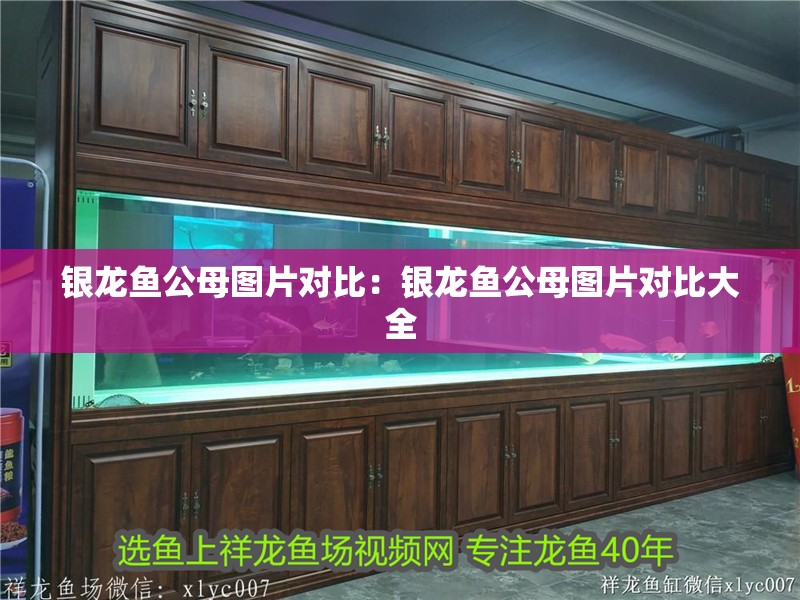 銀龍魚公母圖片對比：銀龍魚公母圖片對比大全