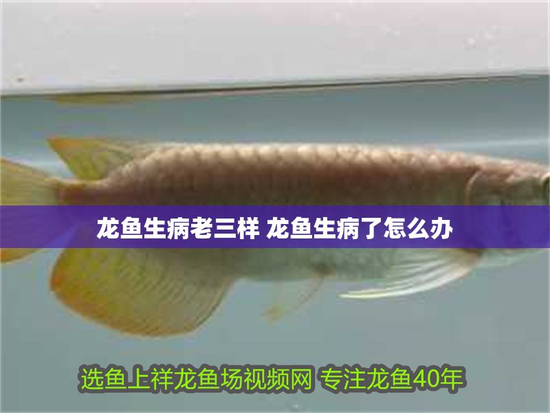 龍魚生病老三樣 龍魚生病了怎么辦