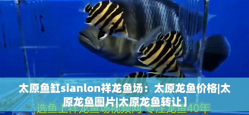 太原魚缸sianlon祥龍魚場：太原龍魚價格|太原龍魚圖片|太原龍魚轉讓】