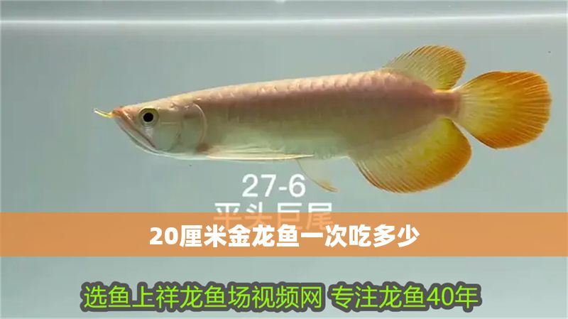 20厘米金龍魚一次吃多少