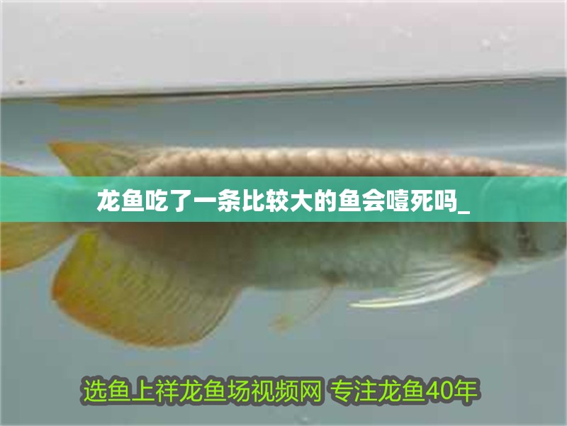 龍魚吃了一條比較大的魚會噎死嗎_