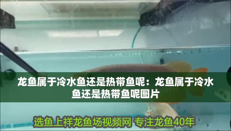 龍魚屬于冷水魚還是熱帶魚呢：龍魚屬于冷水魚還是熱帶魚呢圖片