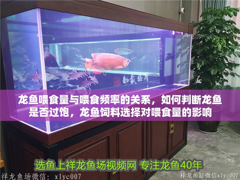龍魚喂食量與喂食頻率的關系，如何判斷龍魚是否過飽，龍魚飼料選擇對喂食量的影響