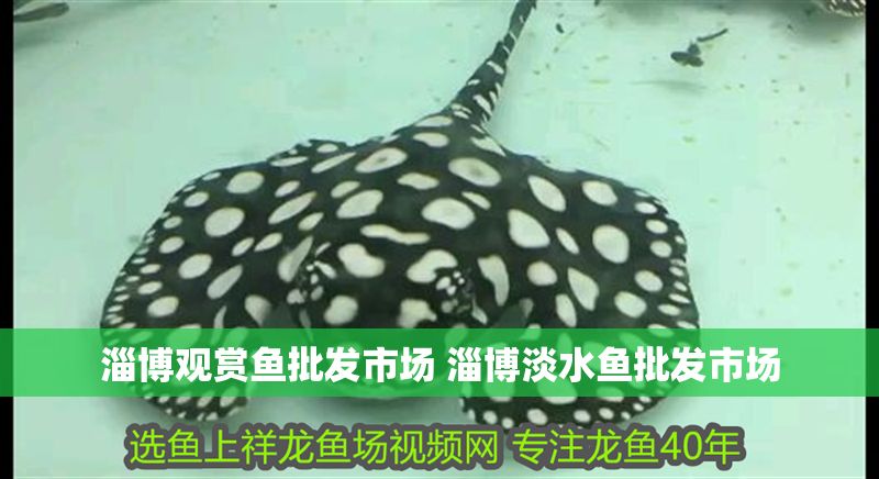淄博觀賞魚批發(fā)市場 淄博淡水魚批發(fā)市場