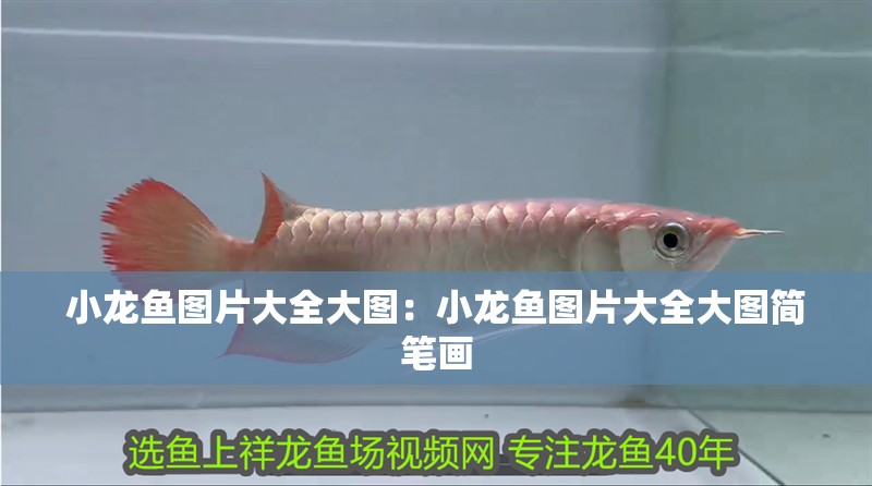 小龍魚圖片大全大圖：小龍魚圖片大全大圖簡筆畫
