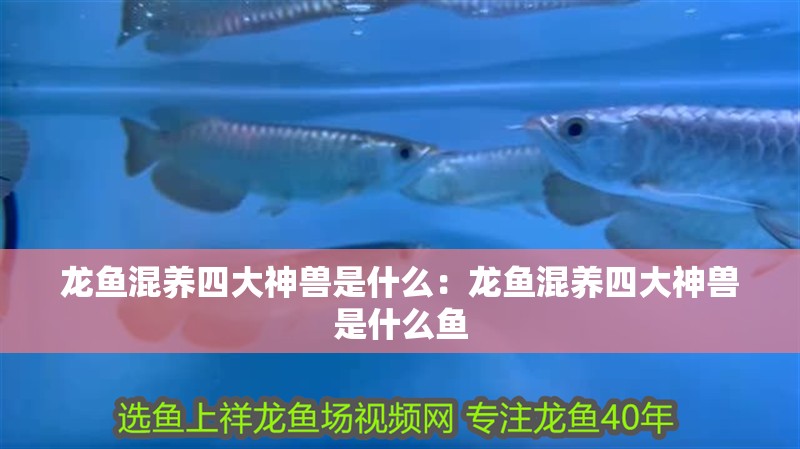 龍魚混養(yǎng)四大神獸是什么：龍魚混養(yǎng)四大神獸是什么魚