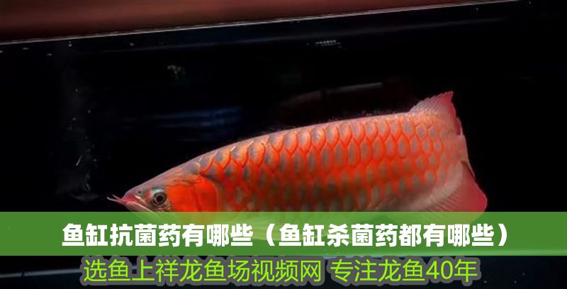 魚缸抗菌藥有哪些（魚缸殺菌藥都有哪些）