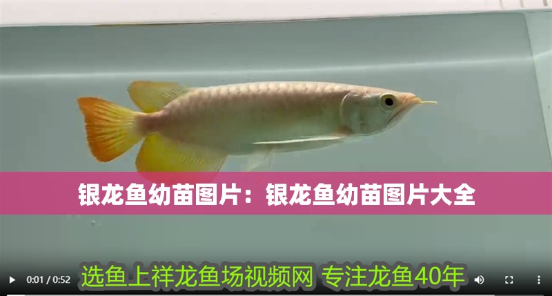 銀龍魚幼苗圖片：銀龍魚幼苗圖片大全
