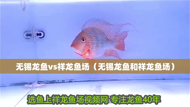 無(wú)錫龍魚vs祥龍魚場(chǎng)（無(wú)錫龍魚和祥龍魚場(chǎng)）