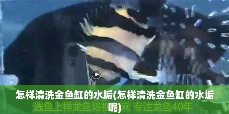 怎樣清洗金魚缸的水垢(怎樣清洗金魚缸的水垢呢) 龍魚百科 第1張 怎樣清洗金魚缸的水垢(怎樣清洗金魚缸的水垢呢) 怎樣清洗金魚缸的水垢(怎樣清洗金魚缸的水垢呢) 龍魚百科 第1張