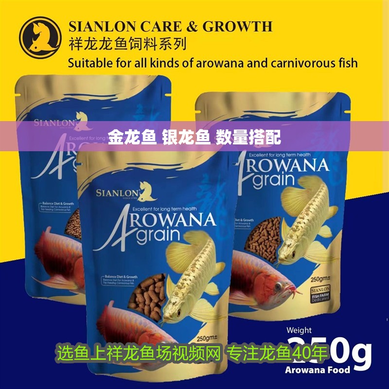 金龍魚 銀龍魚 數(shù)量搭配