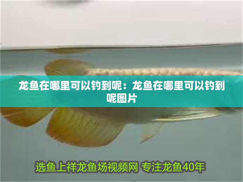 龍魚在哪里可以釣到呢:龍魚在哪里可以釣到呢圖片