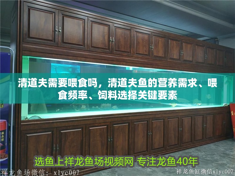 清道夫需要喂食嗎，清道夫魚的營養需求、喂食頻率、飼料選擇關鍵要素 清道夫需要喂食嗎，清道夫魚的營養需求、喂食頻率、飼料選擇關鍵要素 龍魚論壇