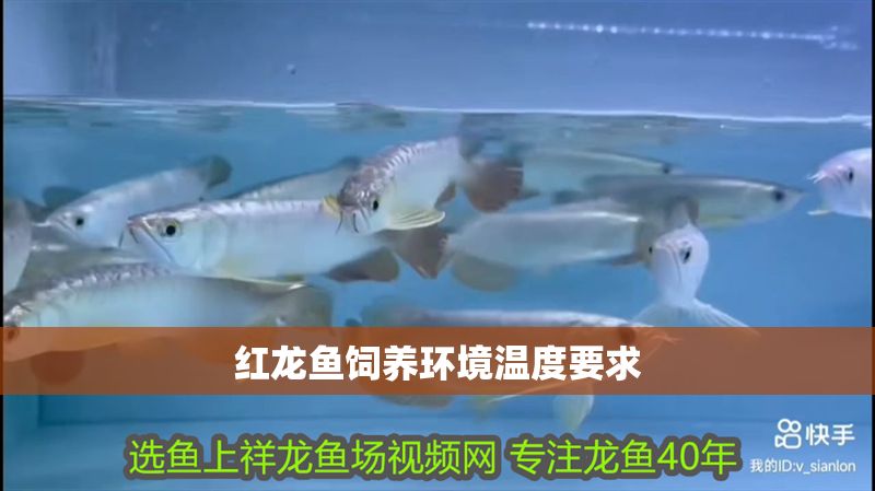 紅龍魚飼養環境溫度要求