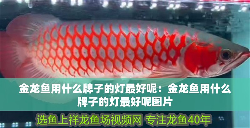 金龍魚用什么牌子的燈最好呢：金龍魚用什么牌子的燈最好呢圖片