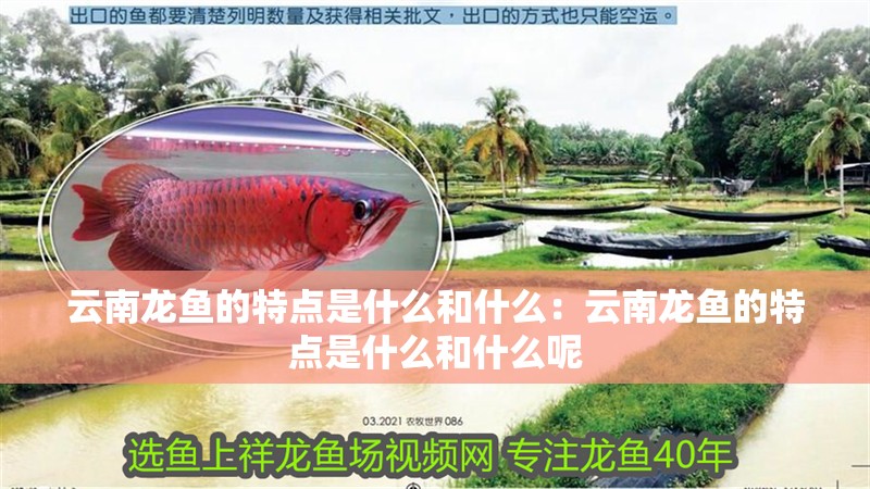 云南龍魚的特點是什么和什么：云南龍魚的特點是什么和什么呢