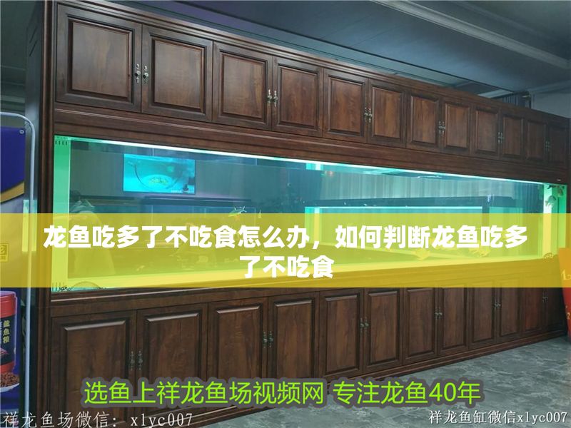 龍魚吃多了不吃食怎么辦，如何判斷龍魚吃多了不吃食