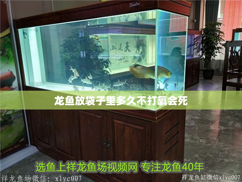 龍魚放袋子里多久不打氧會死