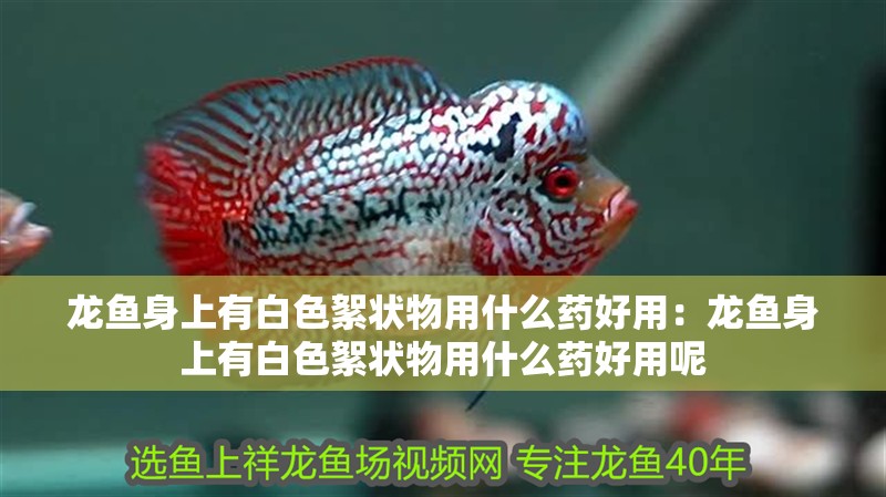 龍魚身上有白色絮狀物用什么藥好用：龍魚身上有白色絮狀物用什么藥好用呢