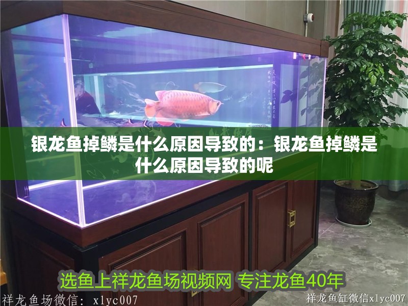 銀龍魚掉鱗是什么原因導致的：銀龍魚掉鱗是什么原因導致的呢