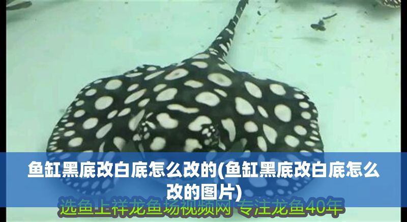 魚缸黑底改白底怎么改的(魚缸黑底改白底怎么改的圖片)