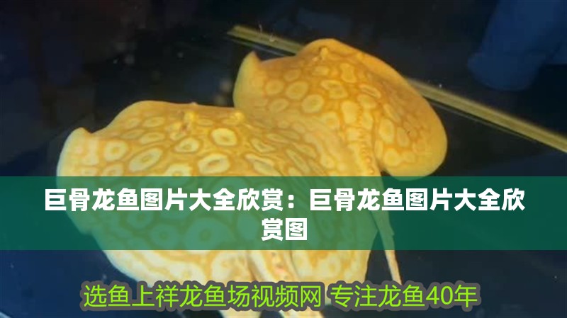 巨骨龍魚圖片大全欣賞：巨骨龍魚圖片大全欣賞圖