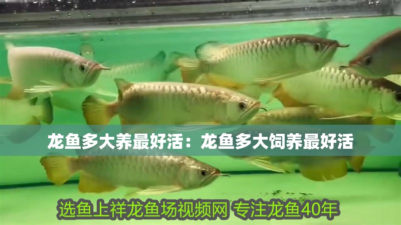 龍魚多大養最好活：龍魚多大飼養最好活
