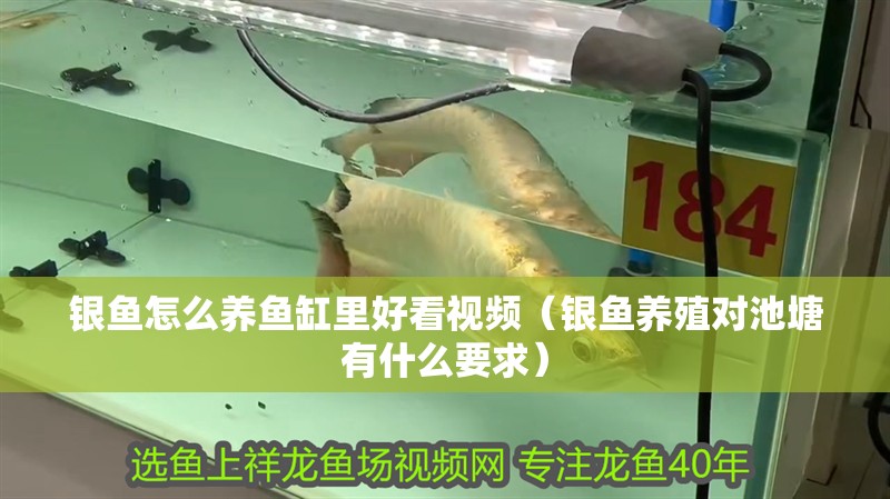 銀魚怎么養(yǎng)魚缸里好看視頻（銀魚養(yǎng)殖對池塘有什么要求）