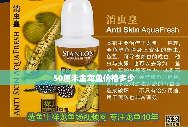 50厘米金龍魚價格多少 50厘米金龍魚價格多少 龍魚百科 第1張