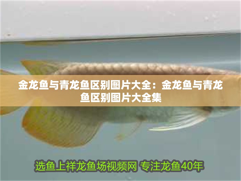 金龍魚與青龍魚區(qū)別圖片大全：金龍魚與青龍魚區(qū)別圖片大全集