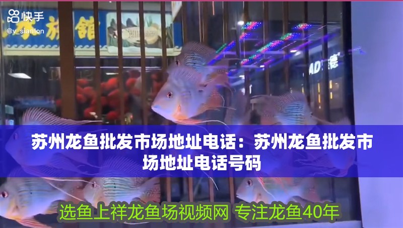 蘇州龍魚批發市場地址電話：蘇州龍魚批發市場地址電話號碼