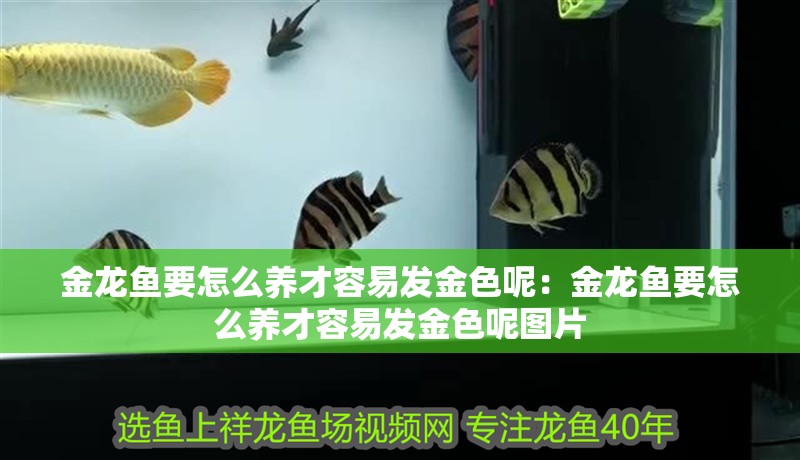 金龍魚要怎么養(yǎng)才容易發(fā)金色呢：金龍魚要怎么養(yǎng)才容易發(fā)金色呢圖片