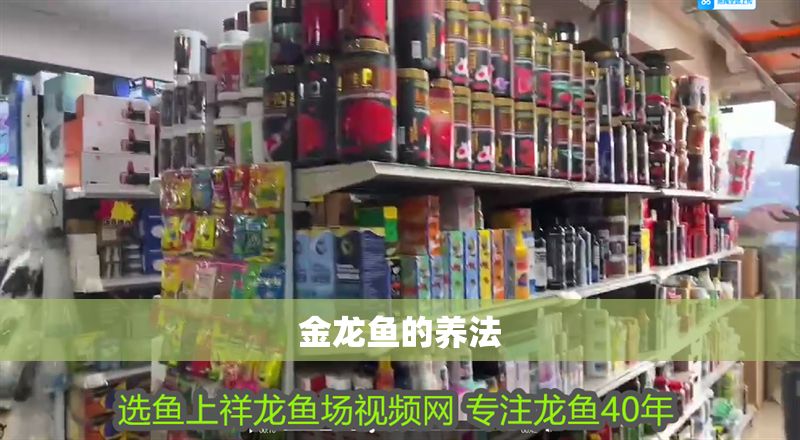 金龍魚的養法