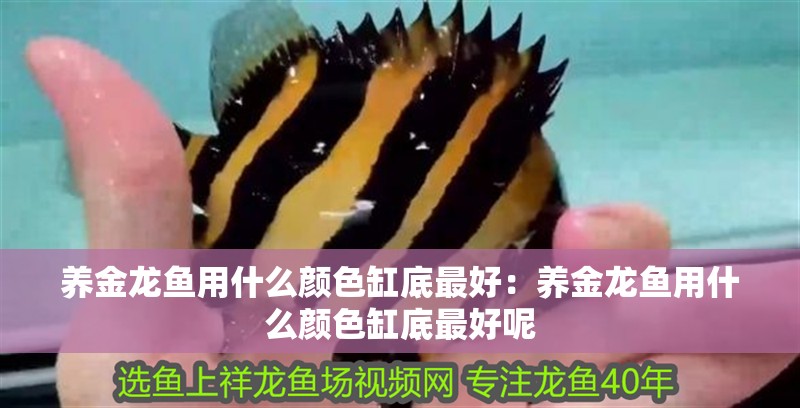 養(yǎng)金龍魚用什么顏色缸底最好：養(yǎng)金龍魚用什么顏色缸底最好呢