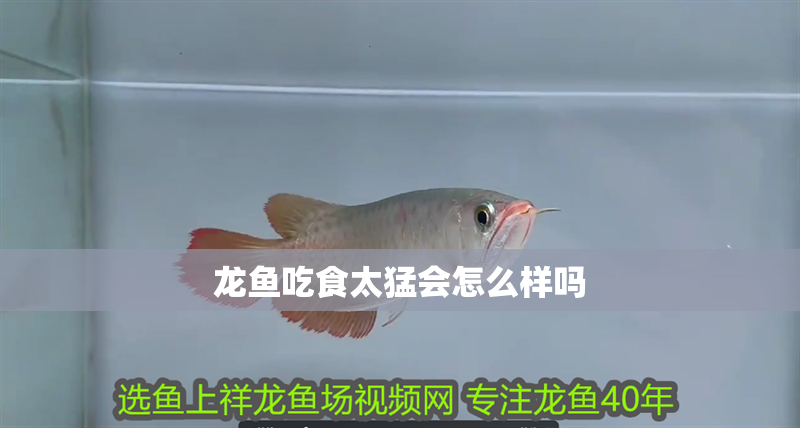 龍魚吃食太猛會怎么樣嗎