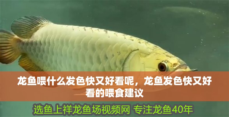 龍魚喂什么發(fā)色快又好看呢，龍魚發(fā)色快又好看的喂食建議