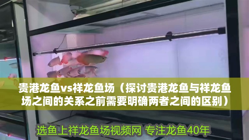 貴港龍魚vs祥龍魚場（探討貴港龍魚與祥龍魚場之間的關系之前需要明確兩者之間的區別）