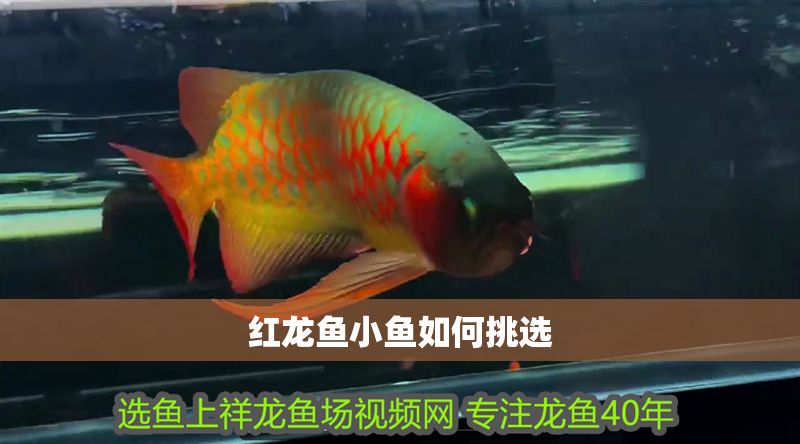 紅龍魚小魚如何挑選