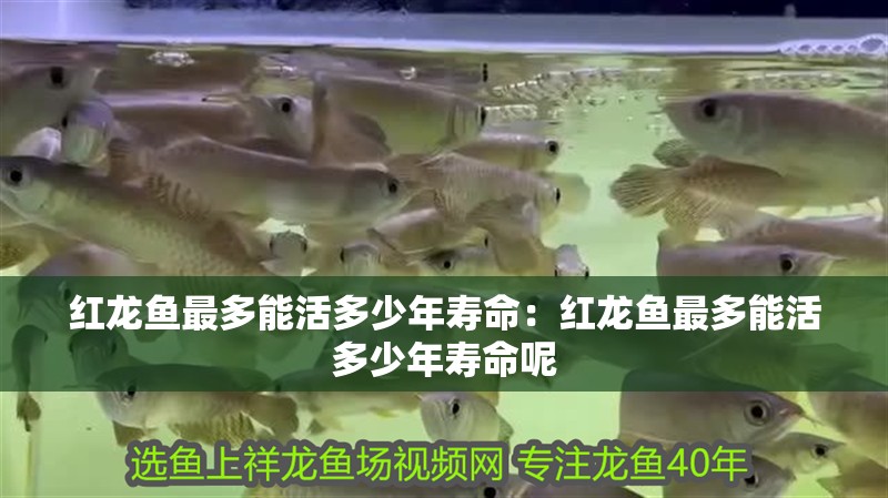 紅龍魚最多能活多少年壽命：紅龍魚最多能活多少年壽命呢