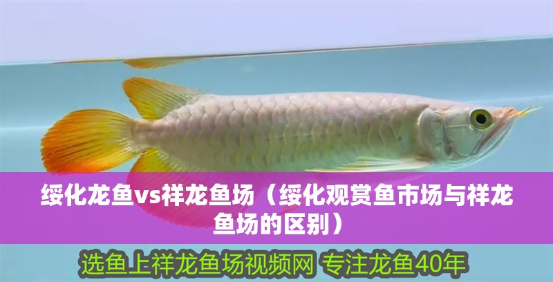 綏化龍魚vs祥龍魚場（綏化觀賞魚市場與祥龍魚場的區別）