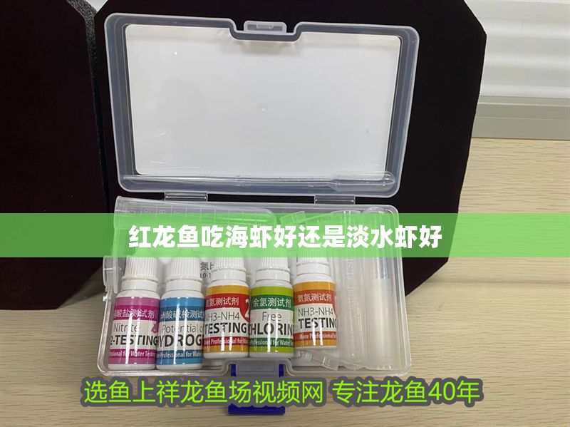 紅龍魚吃海蝦好還是淡水蝦好