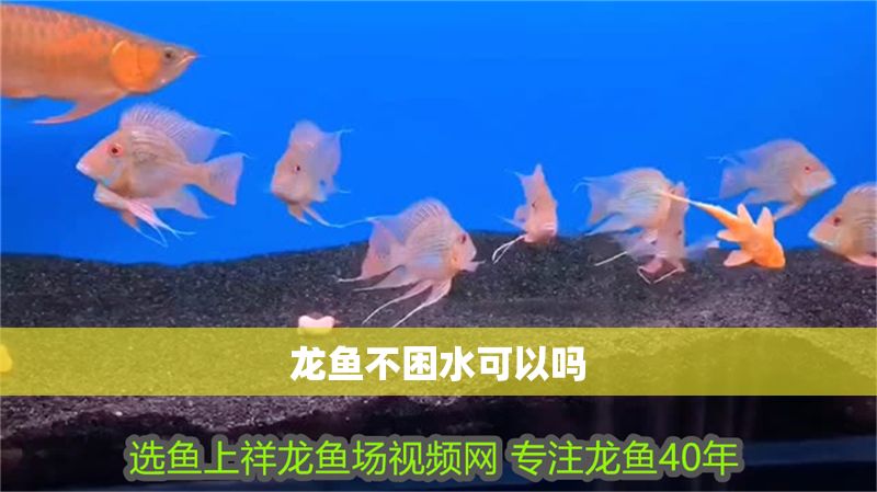 龍魚不困水可以嗎