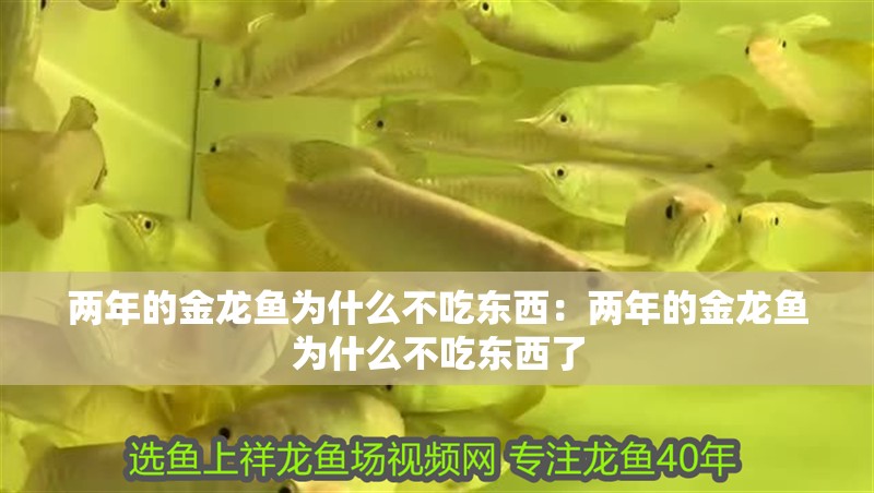 兩年的金龍魚為什么不吃東西：兩年的金龍魚為什么不吃東西了