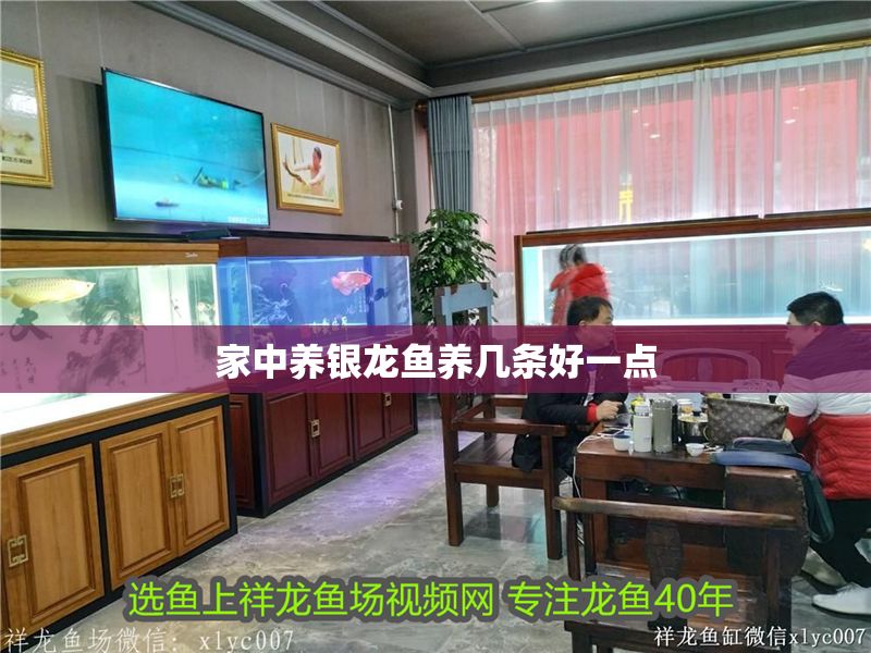 家中養銀龍魚養幾條好一點